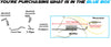 2004-2007 Toyota Highlander 2.4L | 3.3L Exhaust Muffler & Resonator Stainless Steel